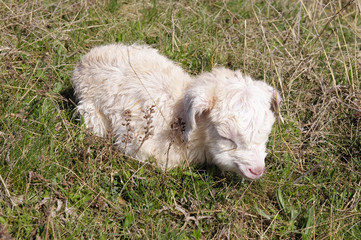 Naklejka na ściany i meble White newborn laying goat in meadow