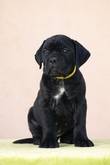 black cane corso puppy sitting