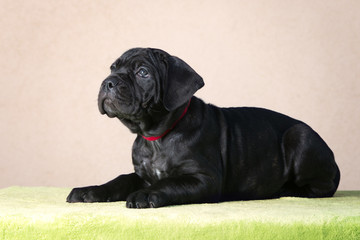 black cane corso puppy