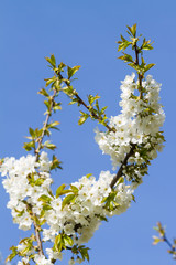 Bunches of cherry blossom.