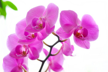 purple orchid isolated 