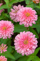 Obraz premium pink zinnia flowers