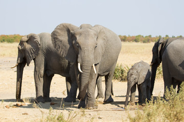 Elephant herd greeting at waterhole on a dry and hot day