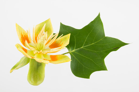 Tulip tree flower and leaf close up