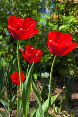 red tulips in a garden