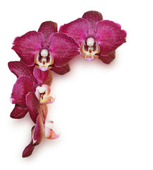 burgundy orchid flowers on a white background