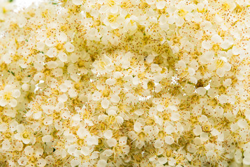 White flowers of the rowan tree.