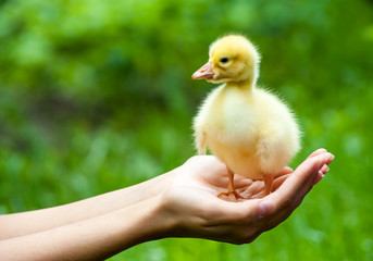 Little yellow duckling on human hands