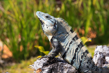 iguana