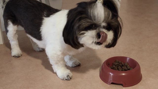 Shih tzu dog eats food from bowl.