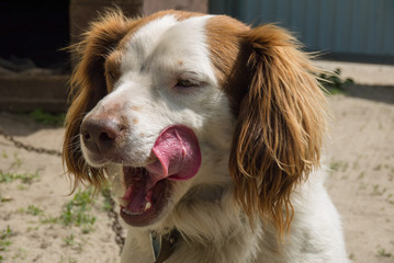 Yawning dog