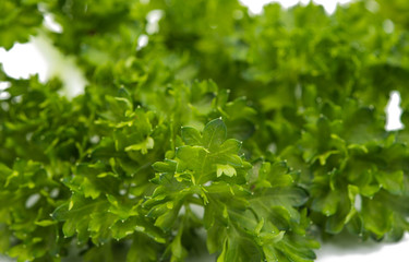 green leaves of parsley