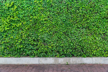 Leaves wall and concrete floor