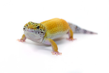 Leopard gecko on white background