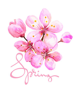 Watercolor illustration -- spring cherry blossom