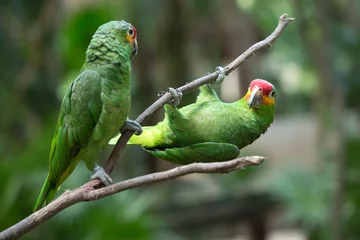 Fotobehang Papegaai papegaai vogel