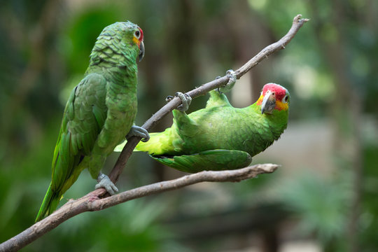 Fototapeta parrot bird