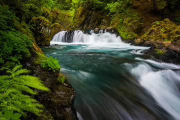 Fototapeta premium Ferns and cascades on the Little White Salmon River below Spirit