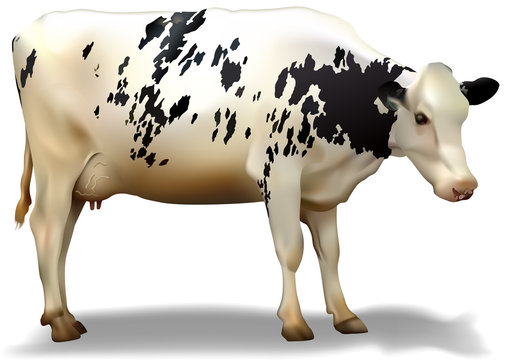 Spotted Milk Cow - Illustration, Vector