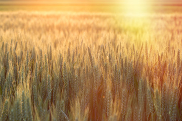 Naklejka premium Wheat field in late afternoon - early evening