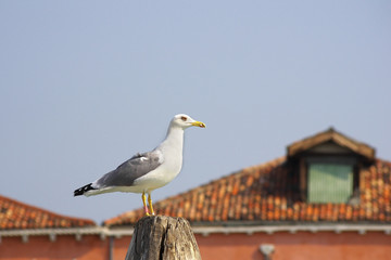Seagull