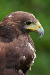 Obraz premium Harris's hawk