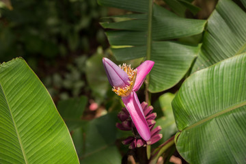 Blüte einer Bananenpflanze
