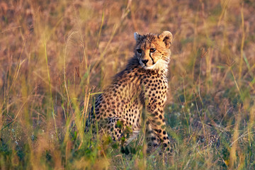 Cheetah cub