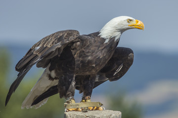 Weißkopfseeadler (Haliaeetus leucocephalus).