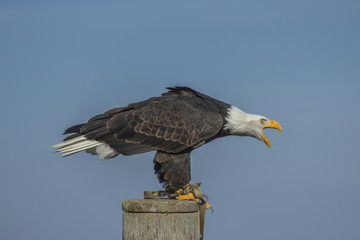 Weißkopfseeadler (Haliaeetus leucocephalus).