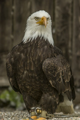 Weißkopfseeadler (Haliaeetus leucocephalus).