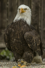 Weißkopfseeadler (Haliaeetus leucocephalus).