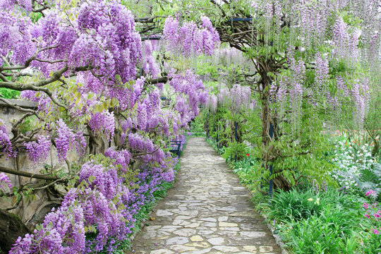 Fototapeta The great garden blooming wisteria blossoms in Spring