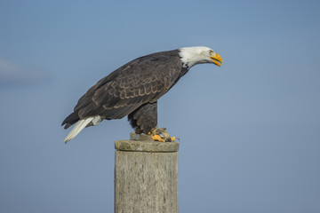 Weißkopfseeadler (Haliaeetus leucocephalus).