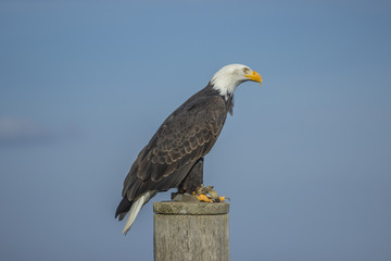 Weißkopfseeadler (Haliaeetus leucocephalus).