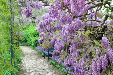 The great garden blooming wisteria blossoms in Spring
