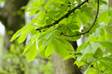 buckeye hungarian, Aesculus hippocastanum