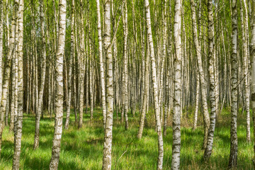 Spring birch grove - Landscape