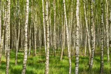 Foto op Plexiglas Spring birch grove - Landscape © msnobody
