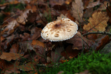 Wild forest mushroom in Autumn