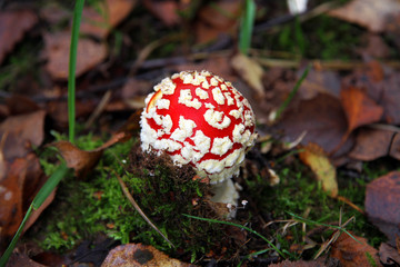 Wild forest mushroom in Autumn