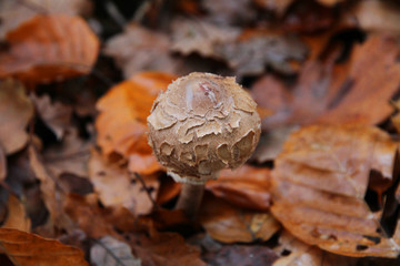 Wild forest mushroom in Autumn