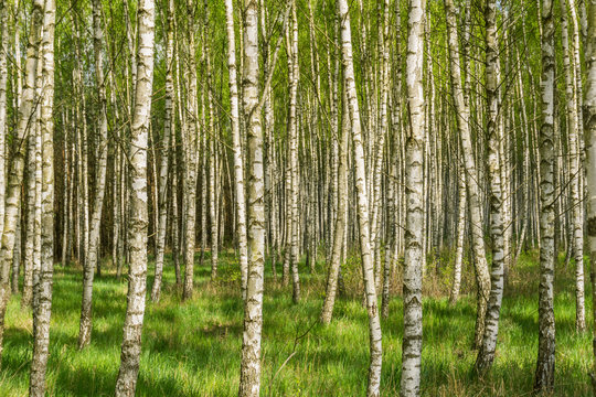 Fototapeta Spring birch grove - Landscape