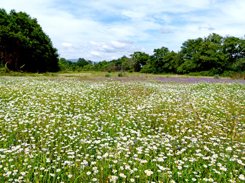 Campo florido com malmequeres
