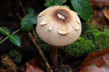 Wild forest mushroom in Autumn