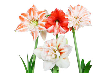 Closeup of a Red and White Striped Amaryllis