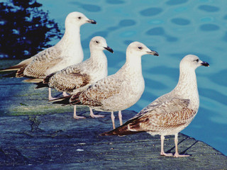 Gaivotas olhando para o mar
