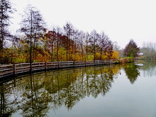 &Aacute;rvores junto ao lago