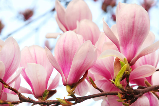 Fototapeta Magnolia Flower In Spring