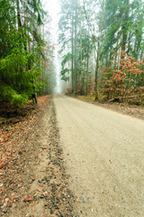 Pathway through the misty autumn forest